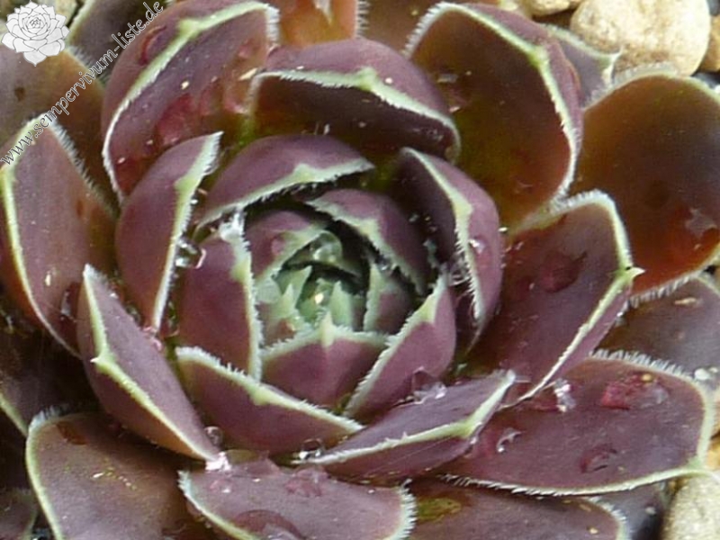 Stella de Oro / Jovi