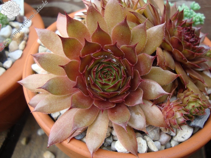 Red Korspel