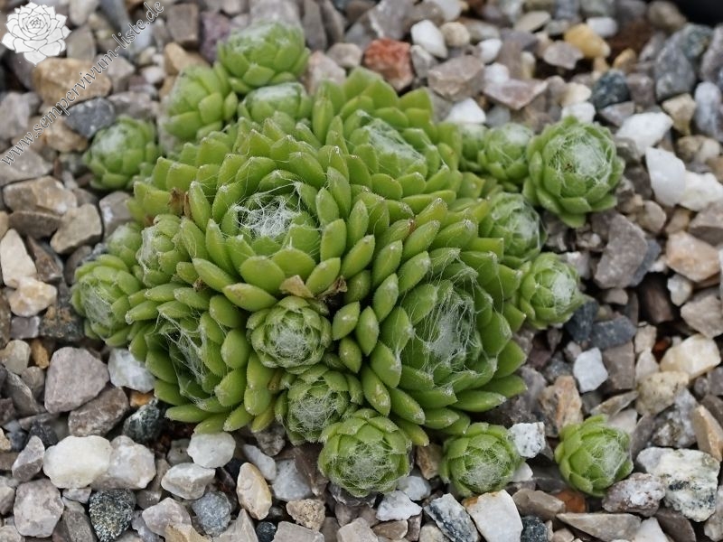 Spiny Havendijk