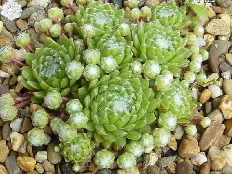 Spiny Havendijk