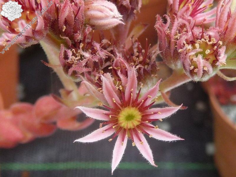 Pacific Phoenix Fire