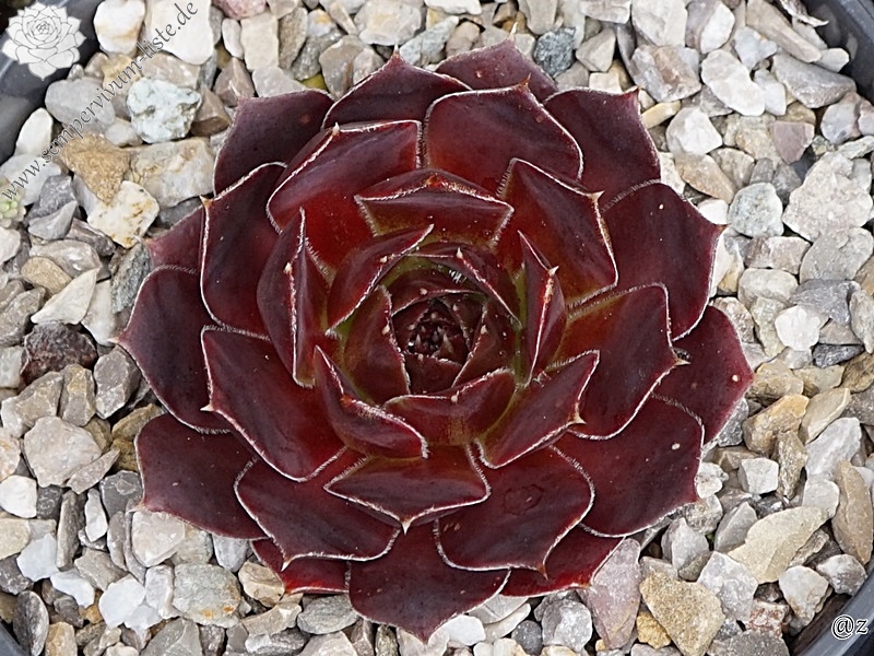 Red Bine / Jovi