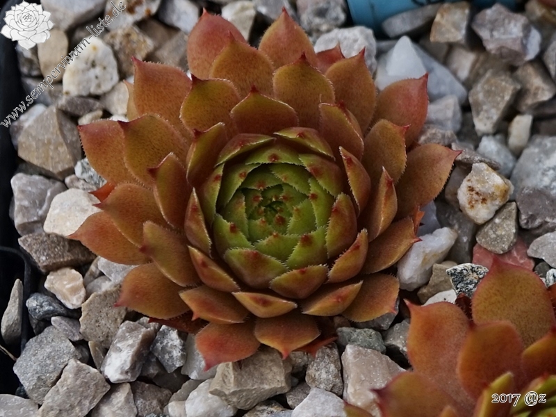 Red Korspel