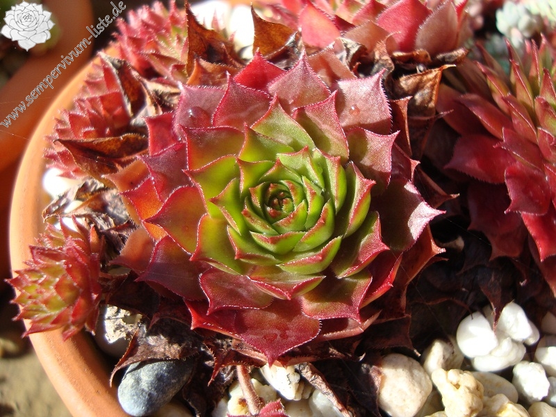 Red Korspel