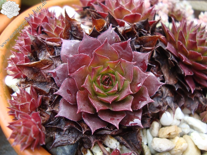 Red Korspel