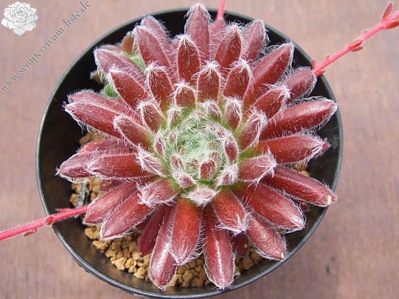 Pacific Plump Fuzzy