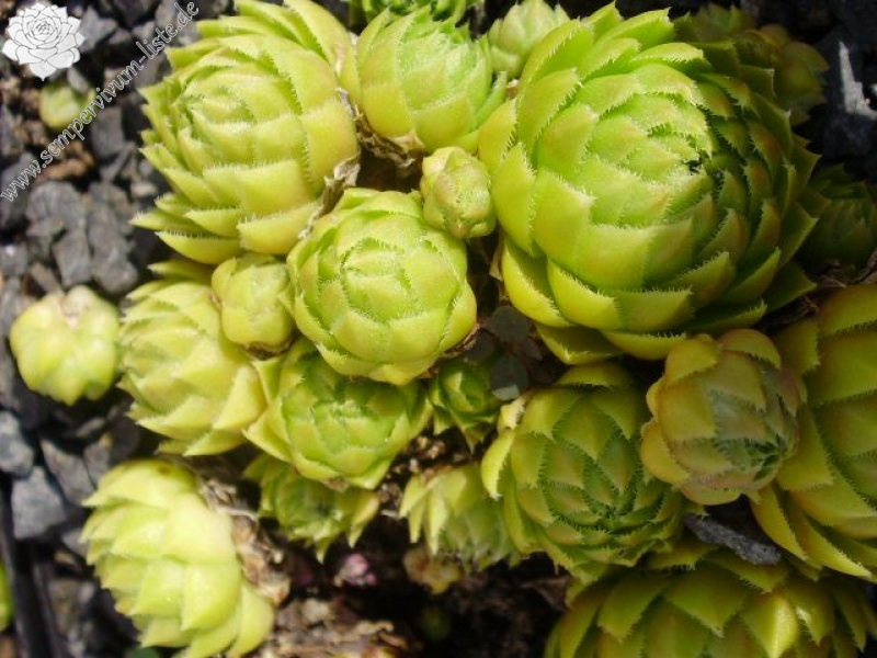 Green Globe / Jovi