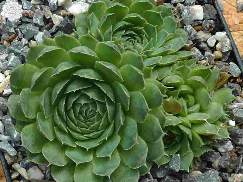 Green Glitter / Jovi