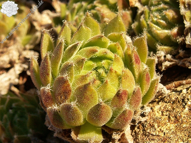 Skovtrolden's Triumf