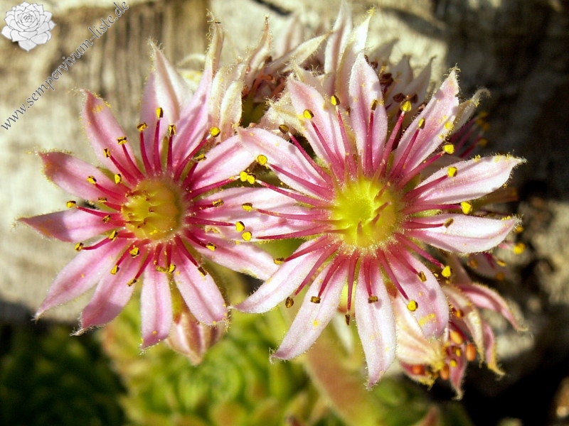 Skovtrolden's Triumf