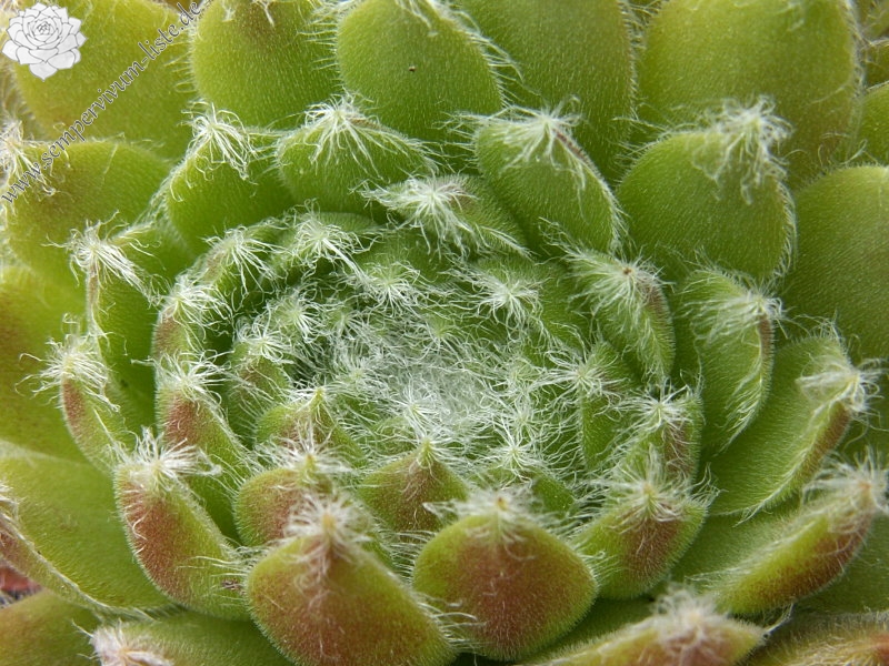 Skovtrolden's Triumf