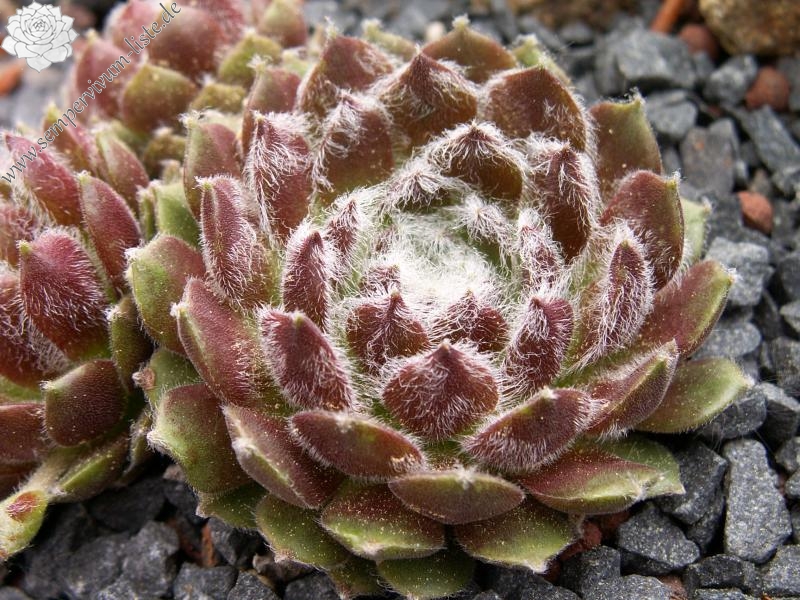 Skovtrolden's Triumf