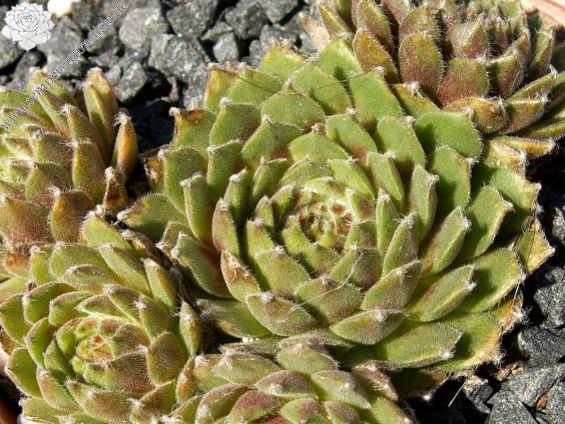 Skovtrolden's Triumf