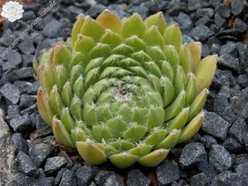 Skovtrolden's Triumf