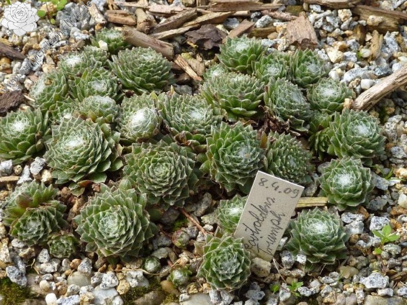 Skovtrolden's Triumf