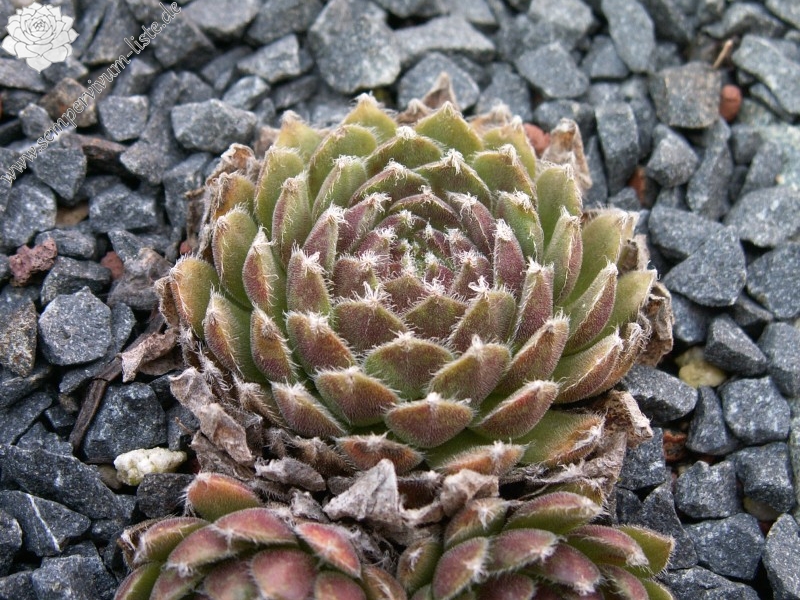 Skovtrolden's Triumf