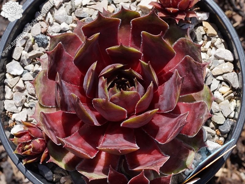 Sunray Goliath