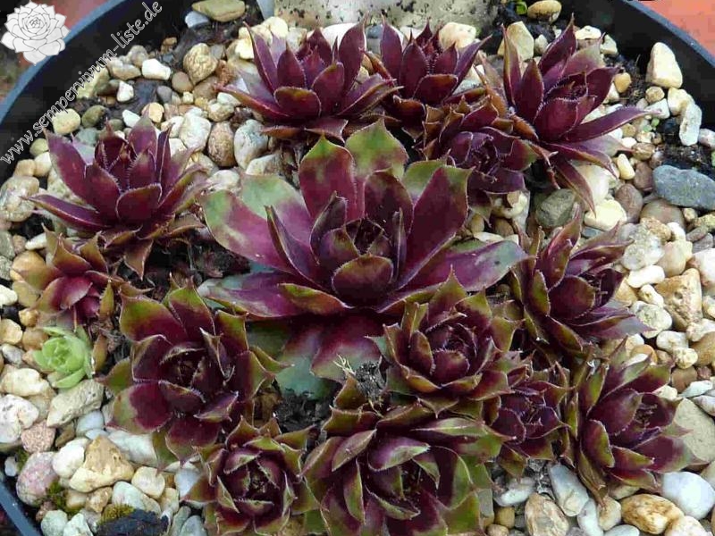 Sunray Goliath