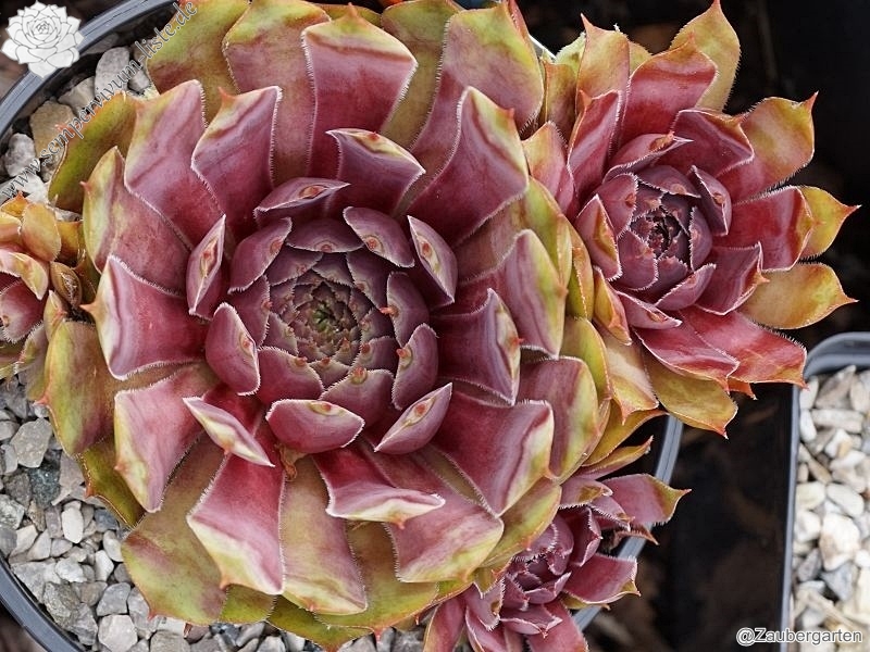 Sunray Goliath