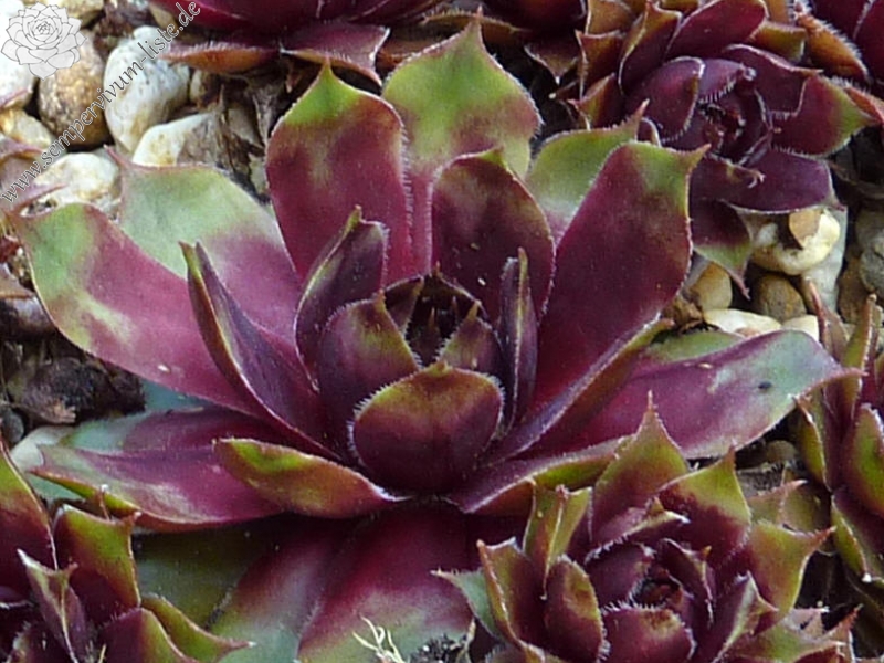 Sunray Goliath