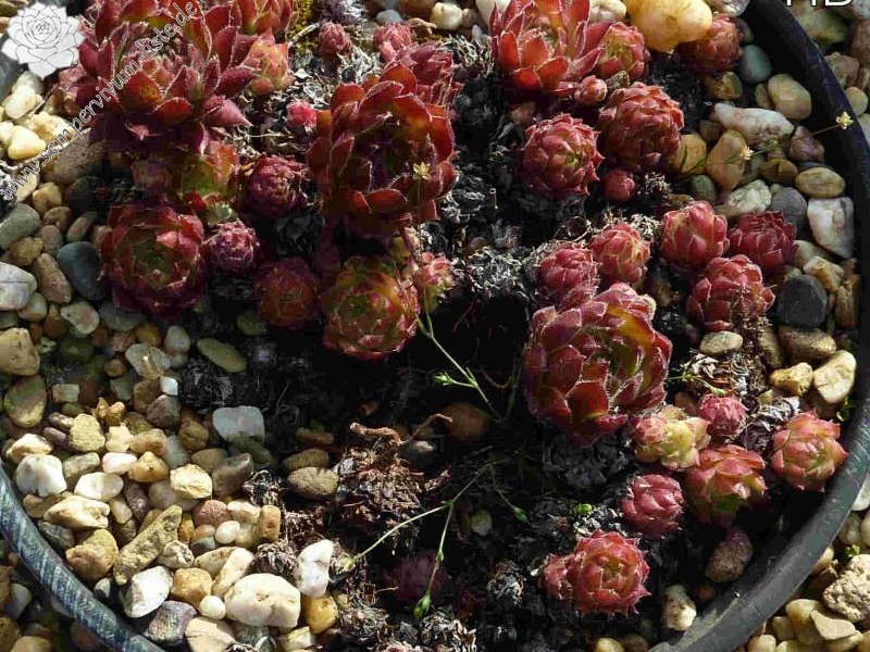 Nopal