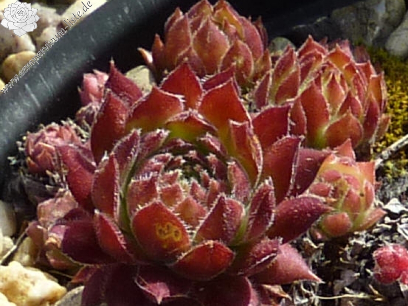 Nopal