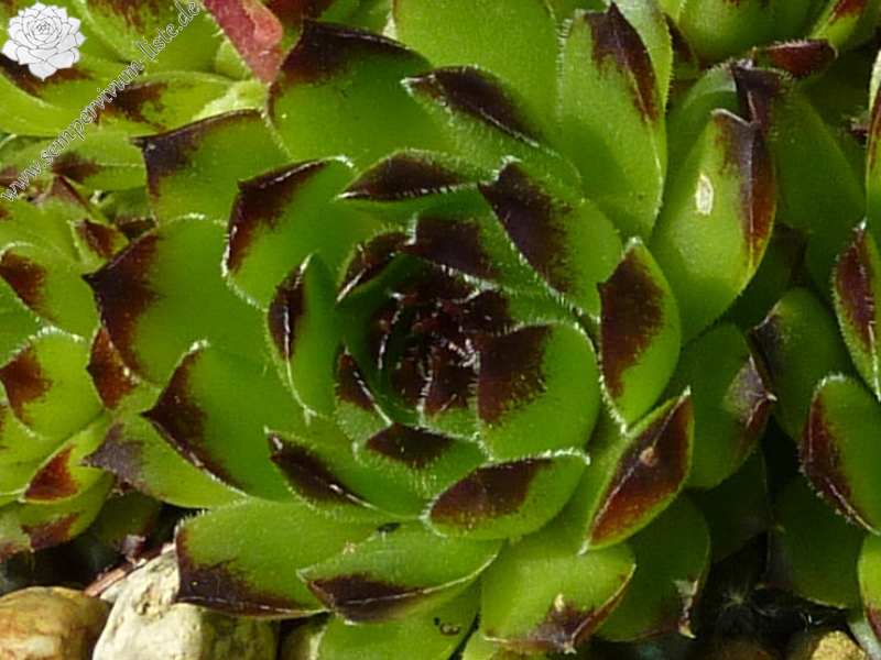 Nr 06
