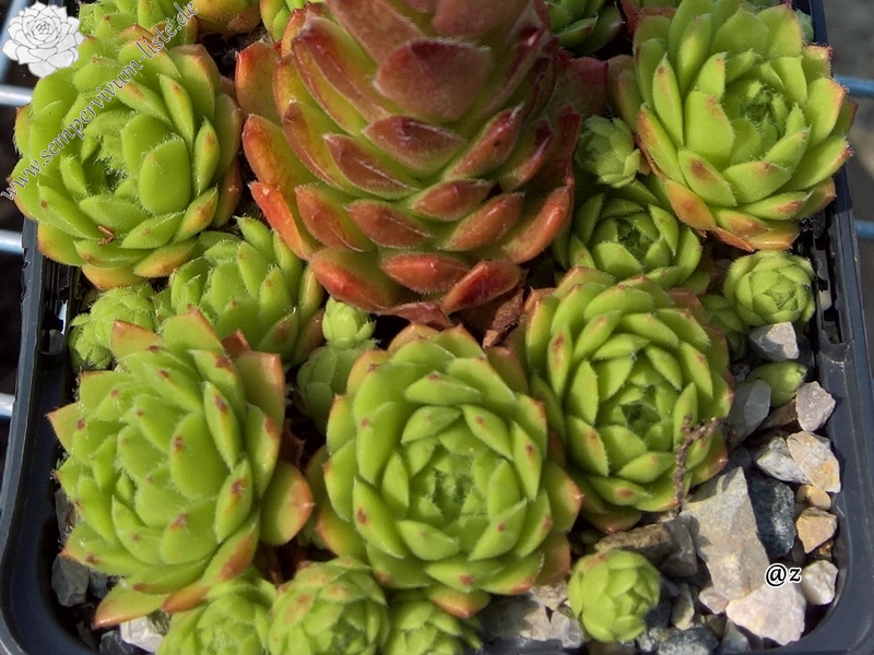 Sonora