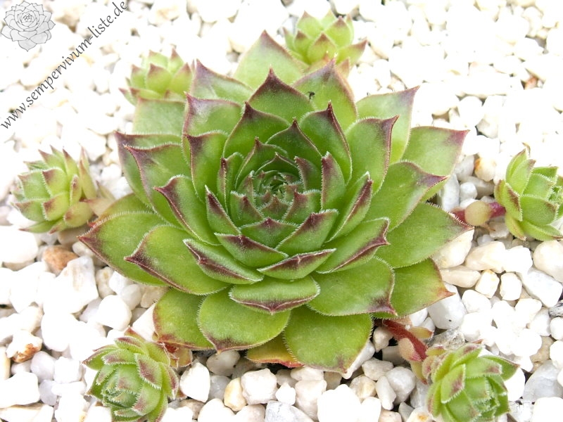 Speranza