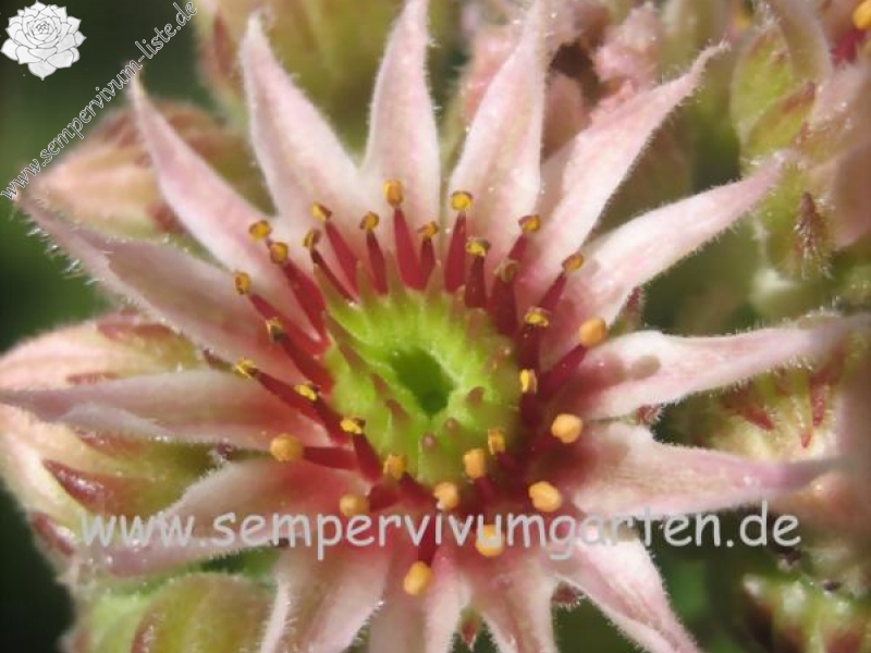 Speranza