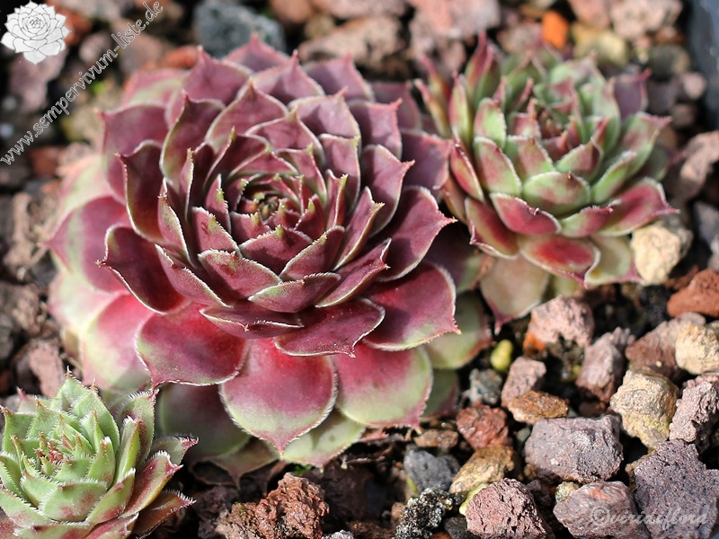 Gruaud Larose