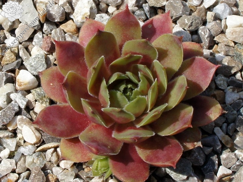 Gruaud Larose