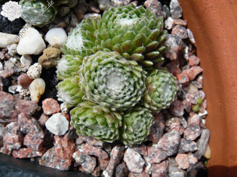 Gusseri