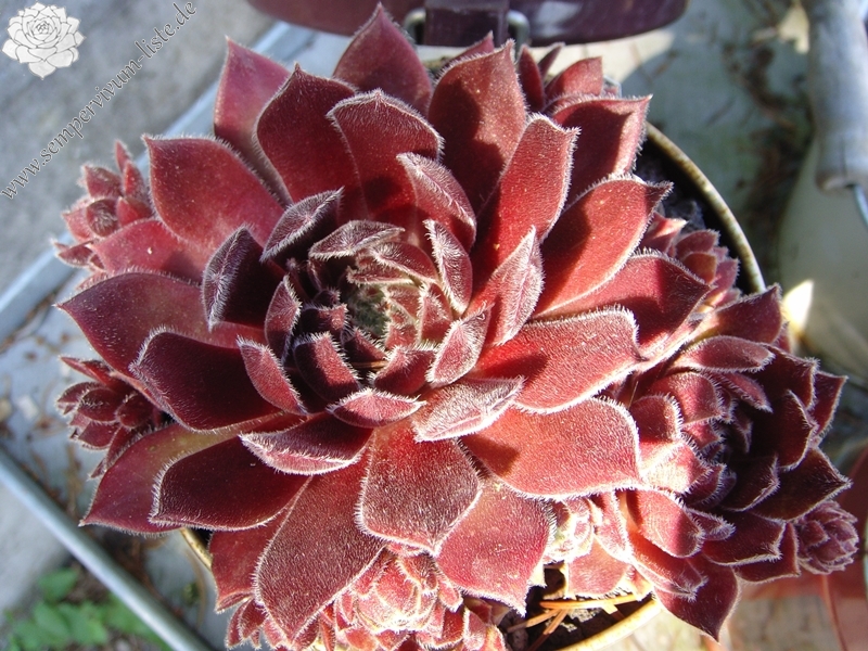 Pacific Spring Frost