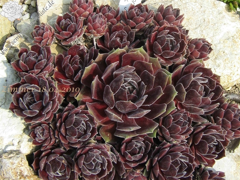 Pacific Spring Frost