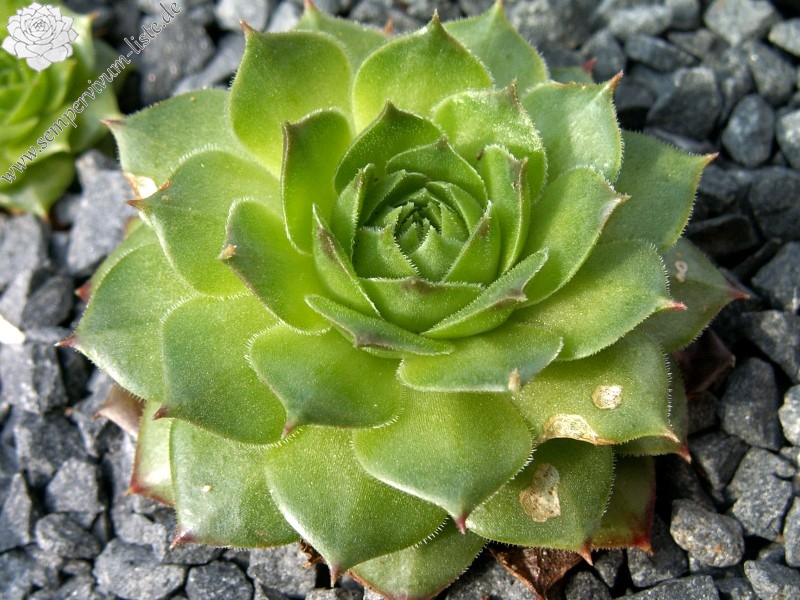 Speranza