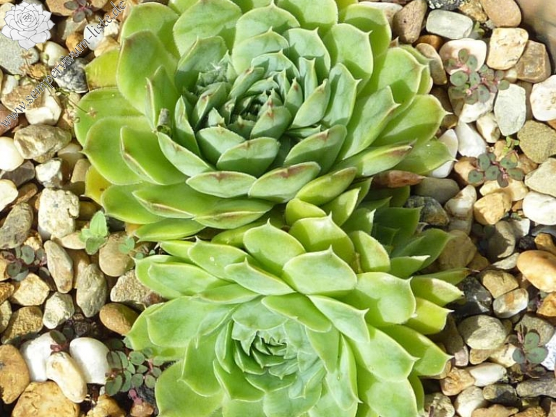 Green Luca / Jovi