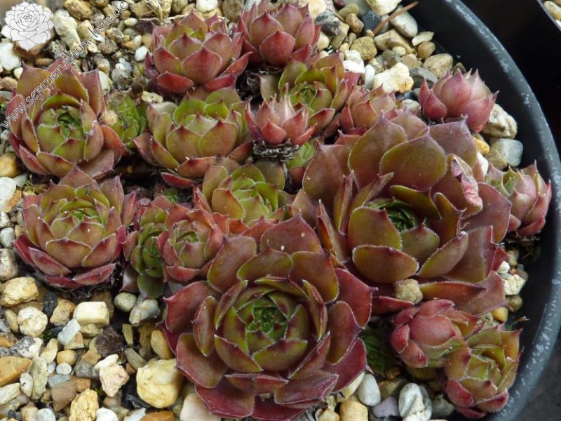 Triste St Jean Cap Ferrat