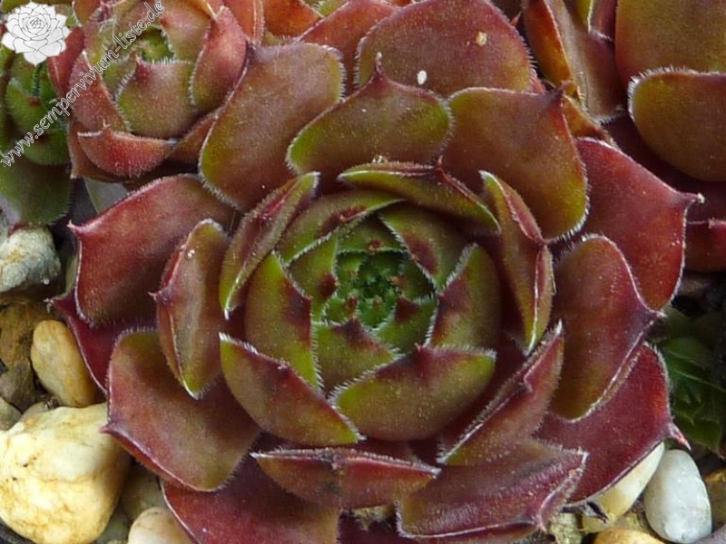 Triste St Jean Cap Ferrat