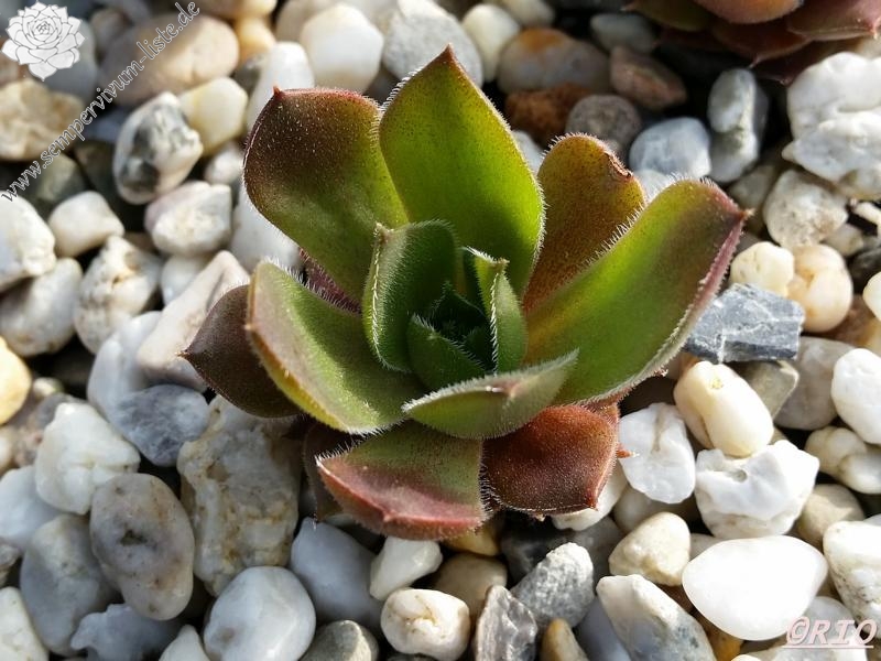 Triste St Jean Cap Ferrat