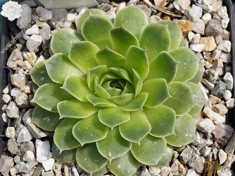 Green Luca / Jovi
