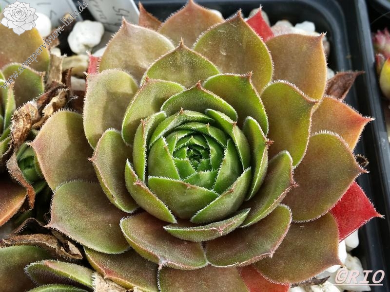 Triste St Jean Cap Ferrat