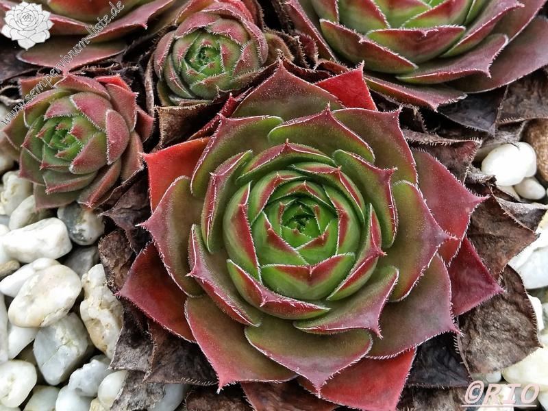 Triste St Jean Cap Ferrat