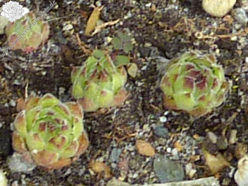 Genoveva
