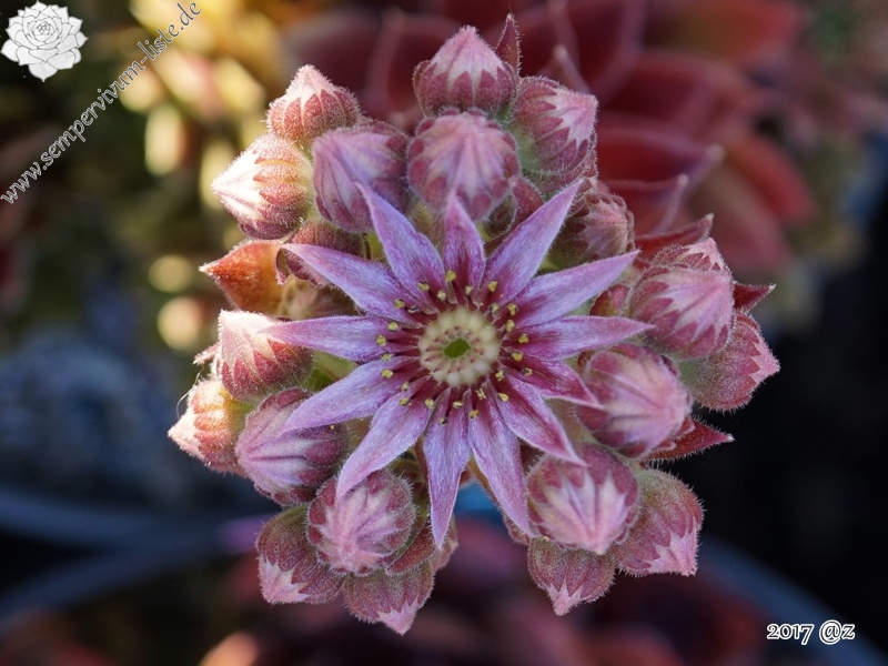 Grannow