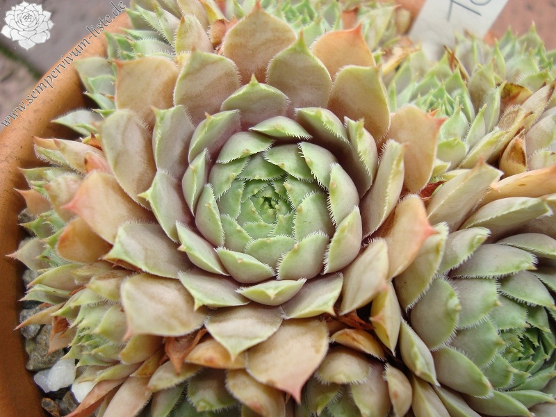 Toria