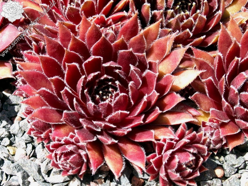 Red Ace