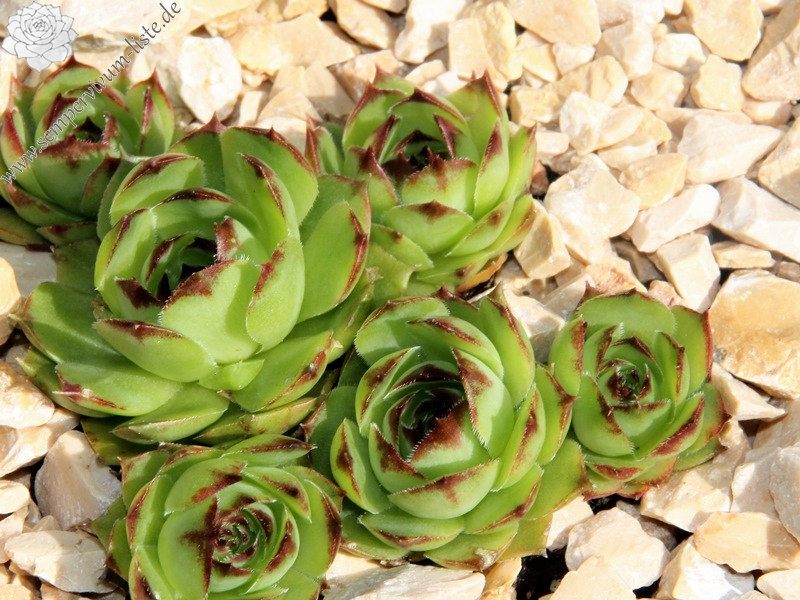 Green Star
