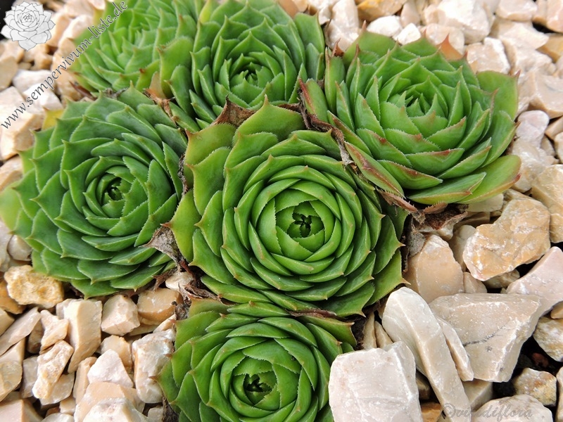 Green Star