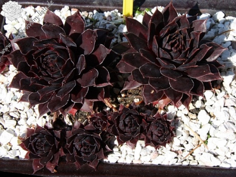 Schwarze Rose